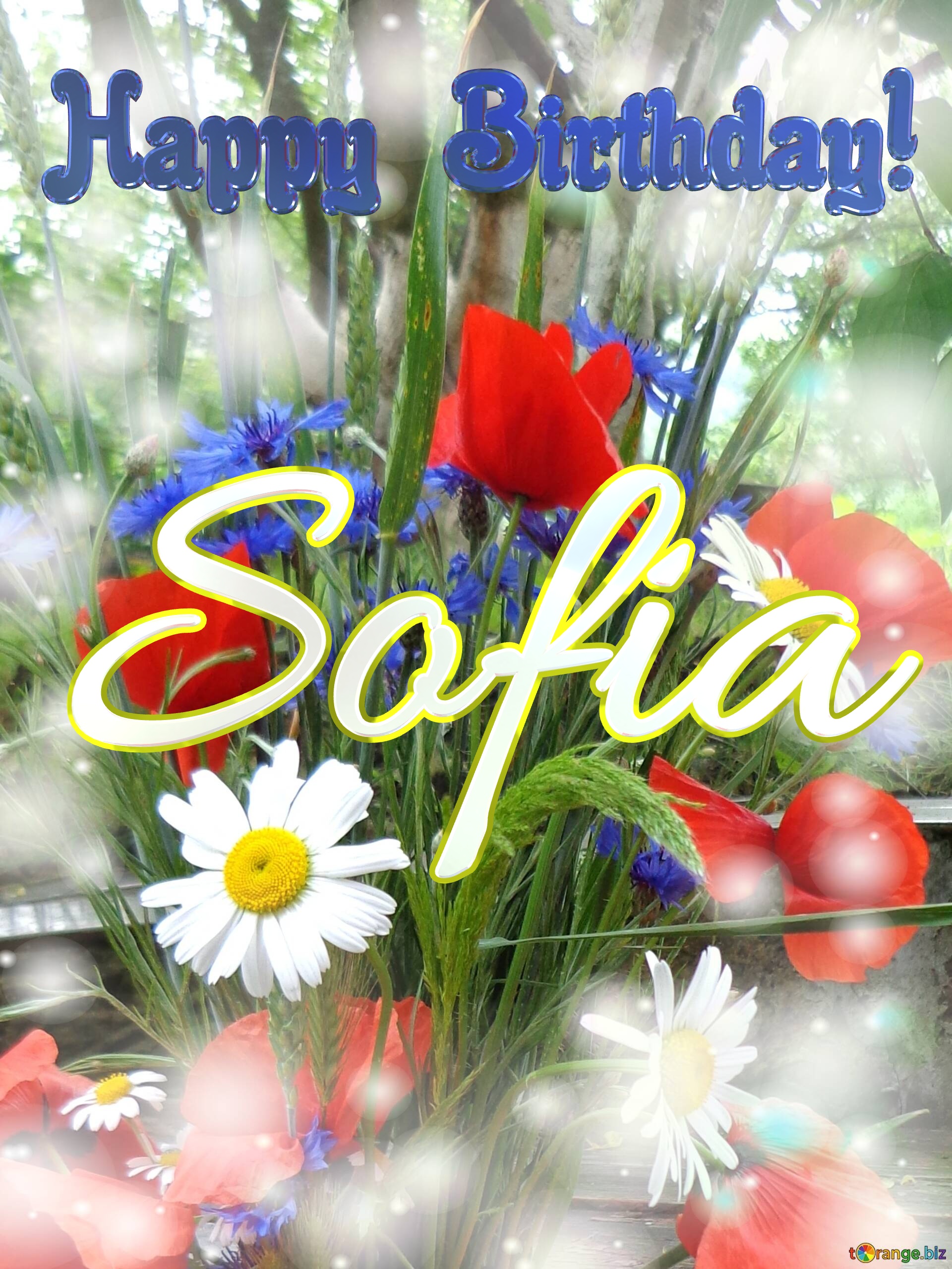 Sofia Happy Birthday! Bouquet summer flowers №0