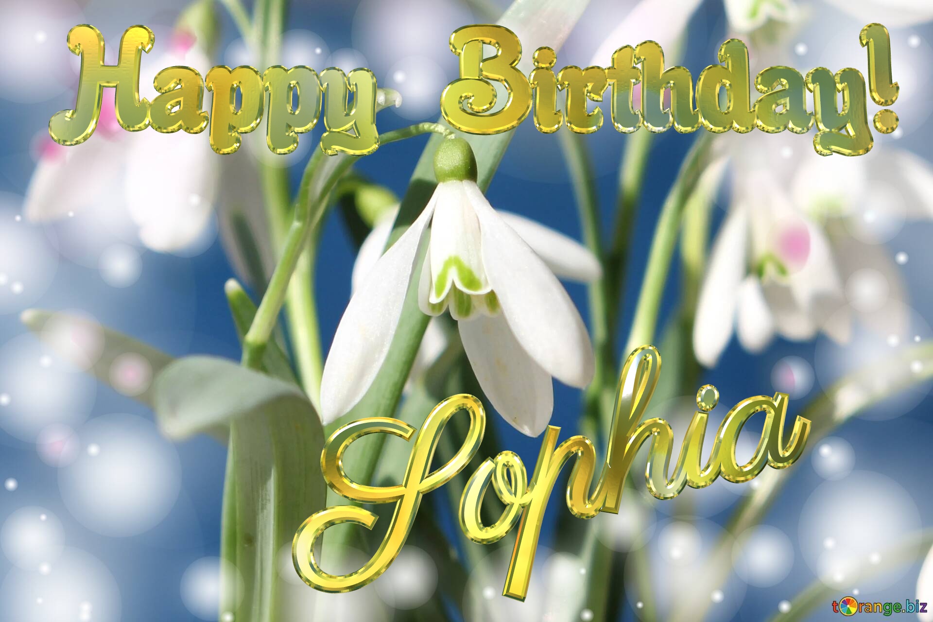 Happy Birthday! Sophia Spring Flowers Flowers  spring background №0