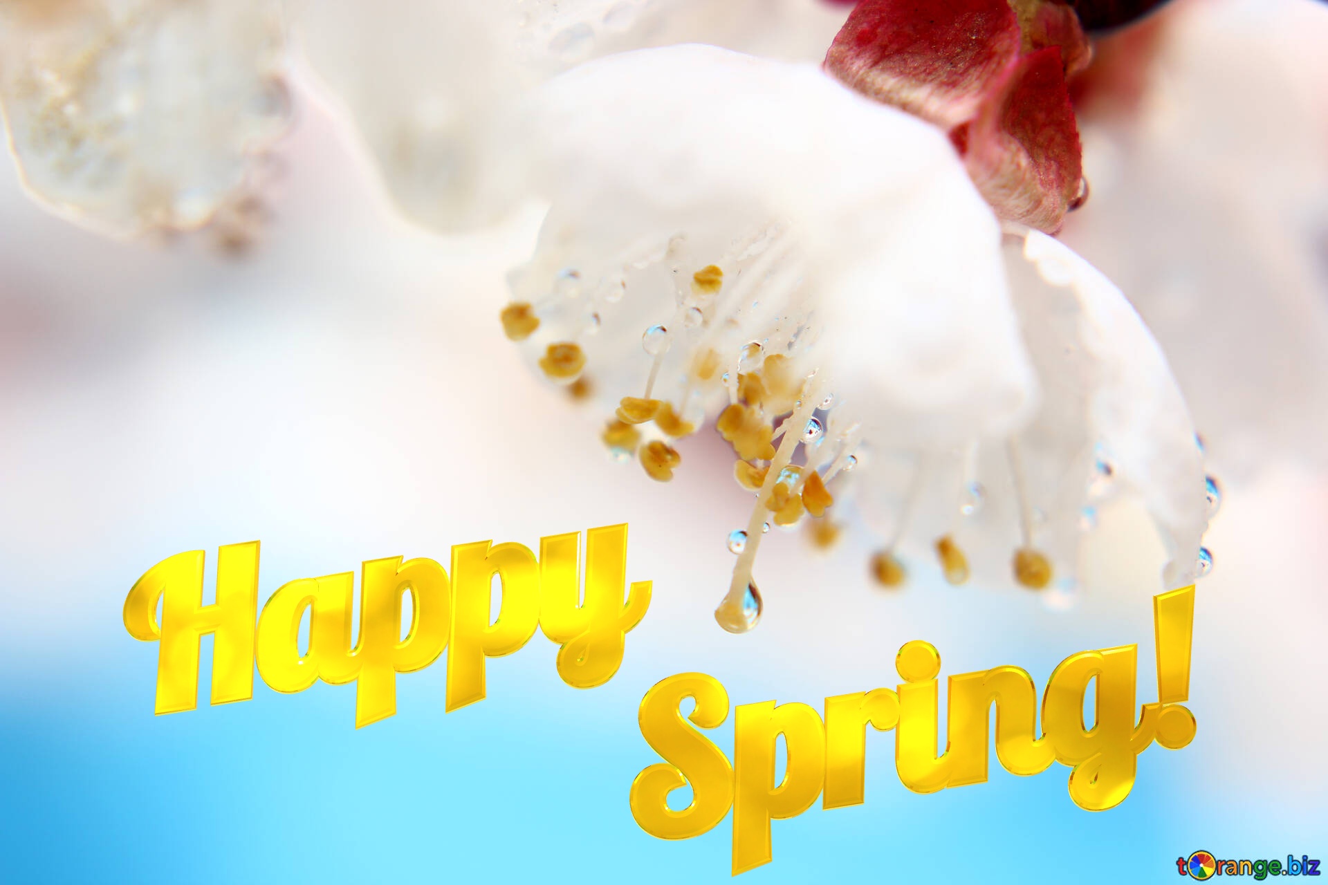 Happy Spring! Spring wallpaper №29891