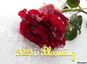 2023 Is Blooming   Winter Rose On The Desktop
