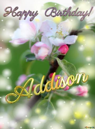 Addison Happy Birthday! Flowers Of The Apple-tree Background