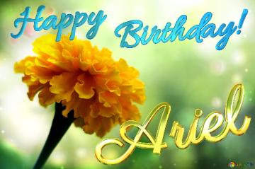 Happy    Birthday! Ariel Marigold Flower