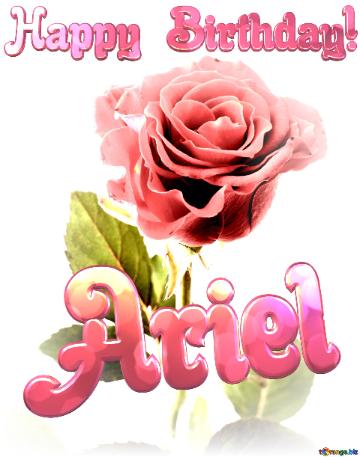 Rose Happy Birthday! Ariel Une Rose Avec Un Pétale En Moins