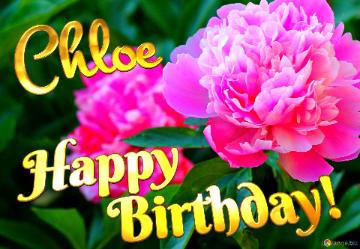 Happy Birthday! Chloe! Pink Botany Petal Flower Background