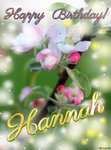 Hannah Happy Birthday! Flowers Of The Apple-tree Background