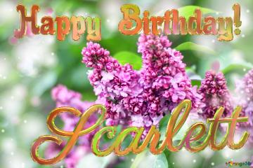 Scarlett Happy Birthday! Blooming Lilac Background
