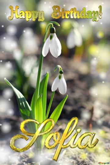 Happy Birthday! Sofia Spring Flowers Snow Bell Flower Bokeh Background
