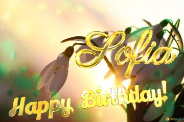 Happy Birthday! Sofia Spring Flower Cards