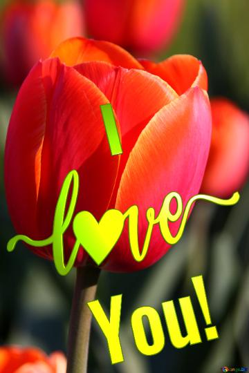 Red tulips Flower I Love You! Spring Card.