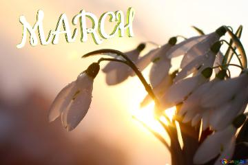 March background image