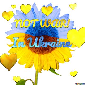 NOT WAR!             In Ukraine  Ukrainian sunflower