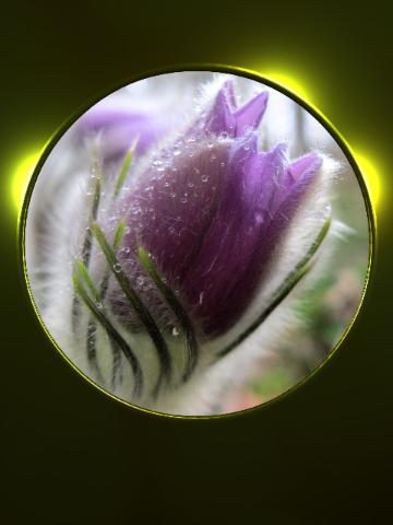 Spring flower profile image Pulsatilla patens