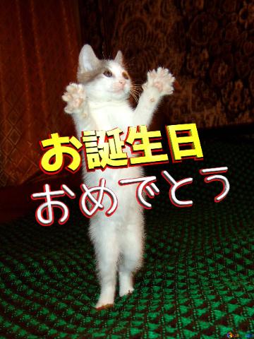 お誕生日 おめでとう  Cat Claps