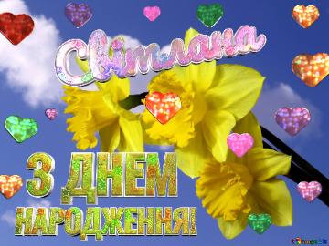 Світлана ! З Днем Народження! Yellow Daffodils On Blue Sky