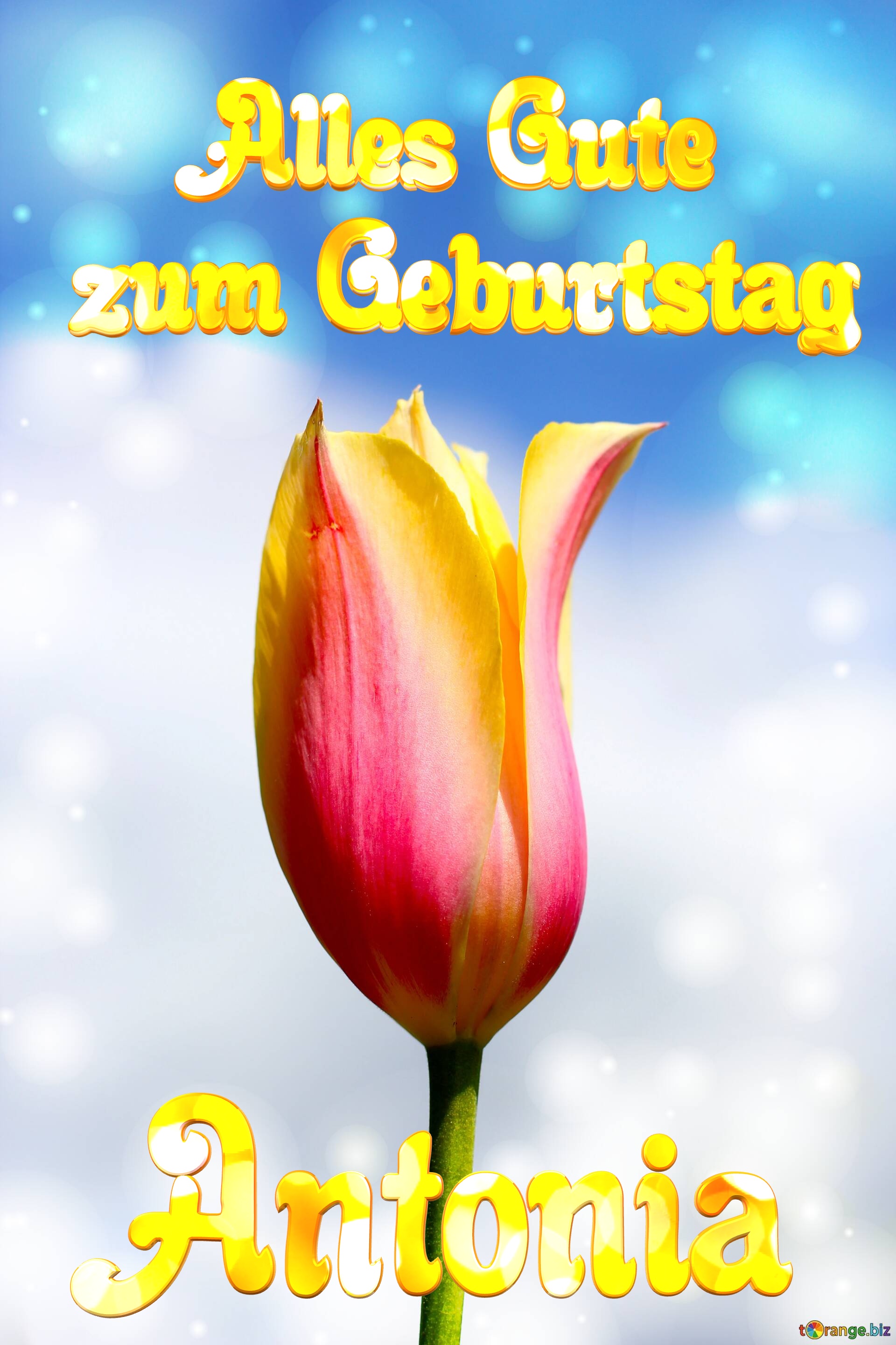 Antonia Alles Gute  zum Geburtstag Blume der Tulpe №0