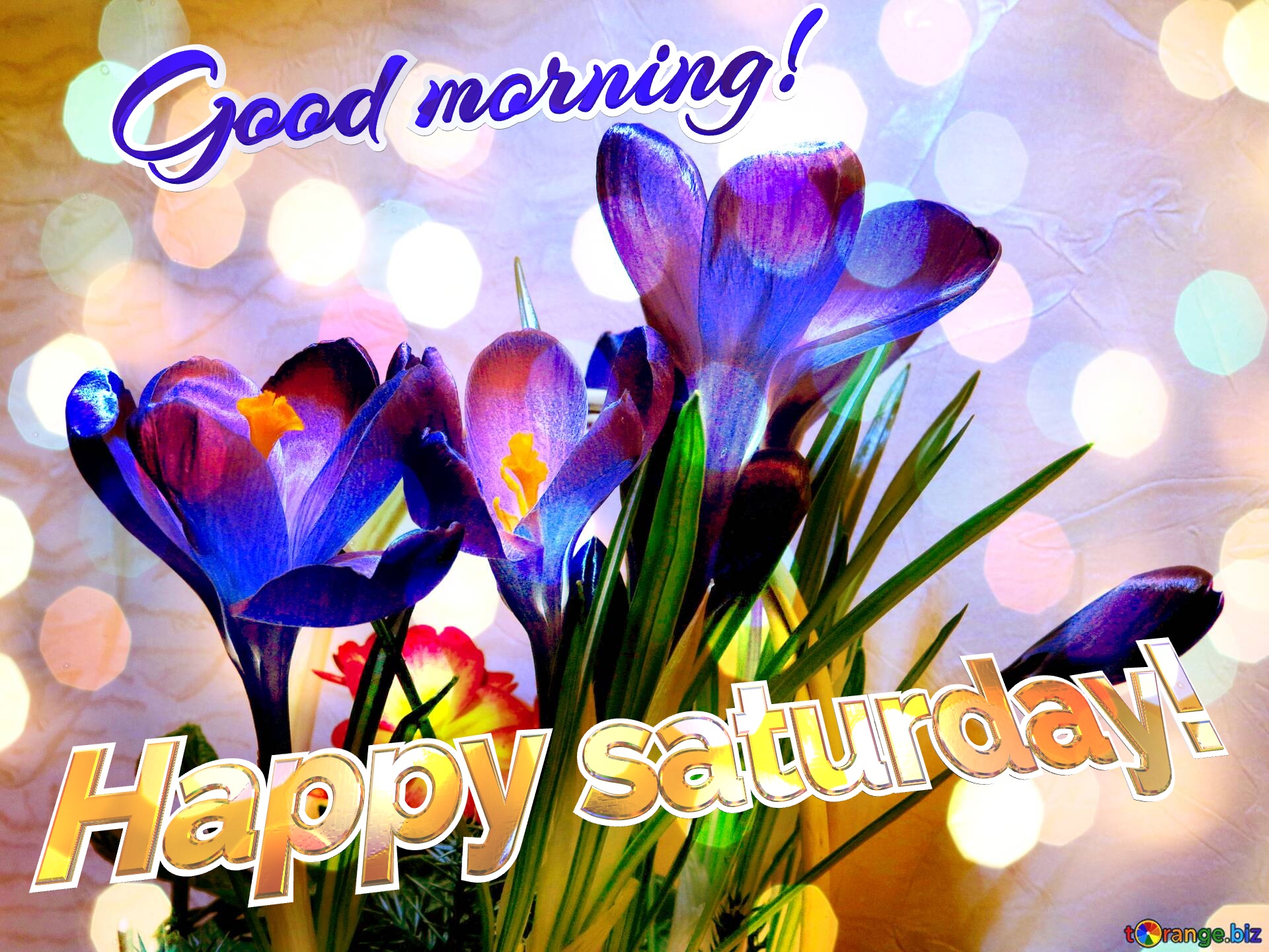 Good morning!  Happy saturday!  Blue Scilla Spring Floral bokeh background №0