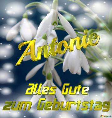 Antonie Alles Gute  Zum Geburtstag Blumenstrauß Von Frühlingsblumen