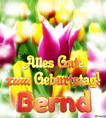 Bernd Alles Gute  Zum Geburtstag! Flower  Tulip Background