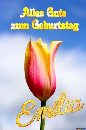 Geburtstag Emilia Flower Of Tulip