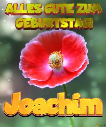 Geburtstag Joachim Blue Poppy Card Background