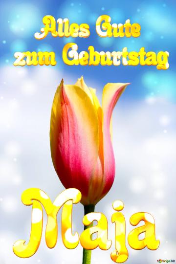 Maja Alles Gute  Zum Geburtstag Blume Der Tulpe