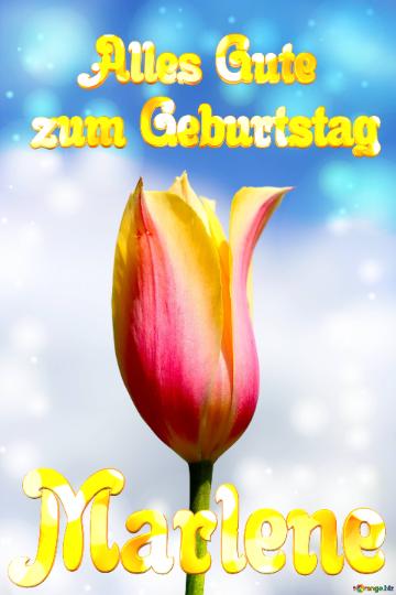 Marlene Alles Gute  Zum Geburtstag Blume Der Tulpe