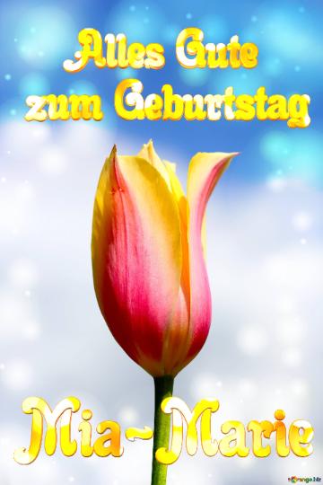 Mia-marie Alles Gute  Zum Geburtstag Blume Der Tulpe