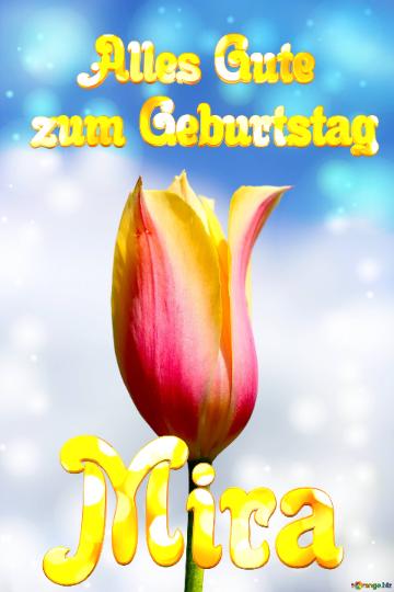 Mira Alles Gute  zum Geburtstag Blume der Tulpe