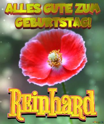 Geburtstag Reinhard Blue Poppy Card Background