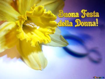 Buona Festa  Della Donna!  Narcissus On March 8 Greetings