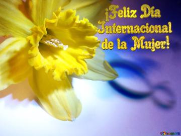   ¡feliz Día Internacional   De La Mujer!  Narcissus On March 8 Greetings