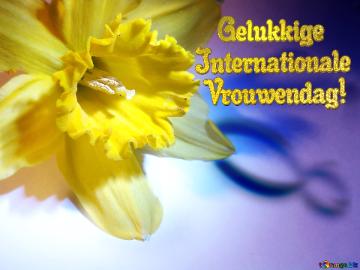    Gelukkige Internationale  Vrouwendag!  Narcissus On March 8 Greetings