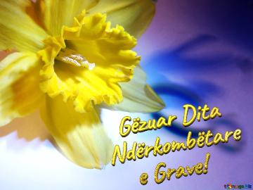   Gëzuar Dita  Ndërkombëtare      E Grave!  Narcissus On March 8 Greetings