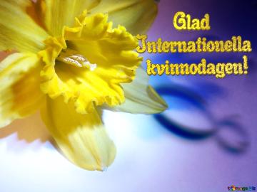        Glad  Internationella    Kvinnodagen!  Narcissus On March 8 Greetings