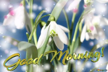 Good Morning!  Flowers  Spring Background