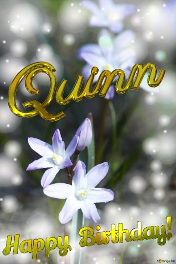 Quinn Happy Birthday Card Flowers In Spring Background