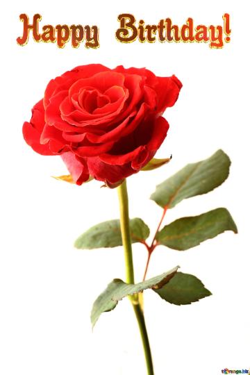 Rose Flower Happy Birthday! A Rose