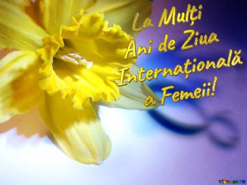     La Mulți    Ani De Ziua  Internațională      A Femeii!  Narcissus On March 8 Greetings