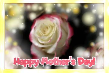 Roses Flower Happy Mother`s Day! Roses Flower Card Background