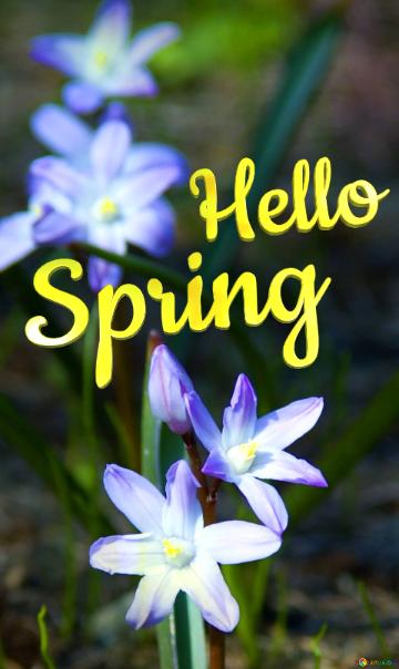 Hello Spring