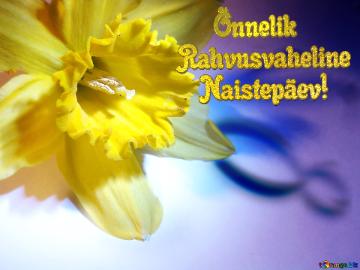      õnnelik  Rahvusvaheline     Naistepäev!  Narcissus On March 8 Greetings