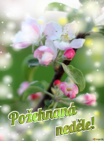 Požehnaná neděle! Flowers of the Apple-tree background