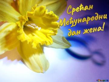     Срећан  Међународни     дан жена!  Narcissus On March 8 Greetings