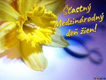     šťastný  Medzinárodný      Deň žien!  Narcissus On March 8...