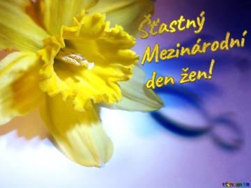 šťastný  Mezinárodní  Den žen!  Narcissus On March 8 Greetings