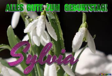 Sylvia Geburtstag! Spring Backgrounds For Website