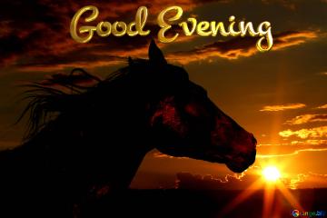 Horse Good Evening