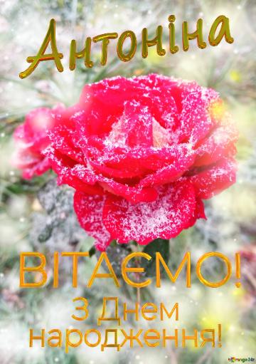  Антоніна      З Днем  народження!  Роза та сніг
