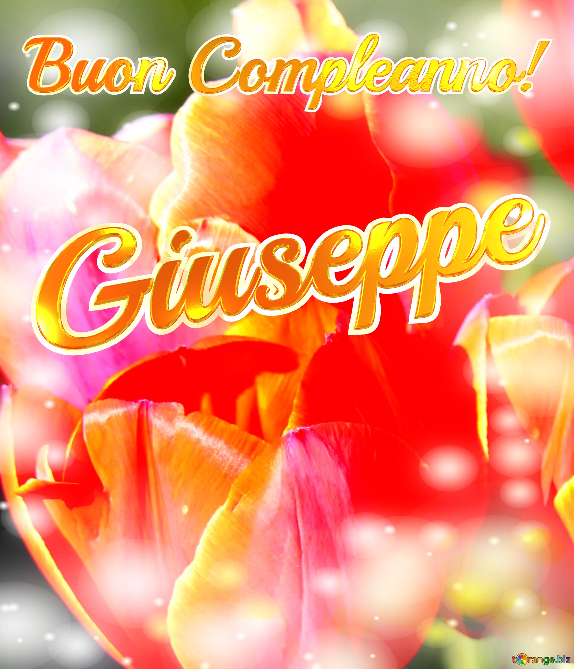 Buon Compleanno! Giuseppe  Il tulipano è un simbolo di devozione, auguri per una vita devota e piena di amore. №0