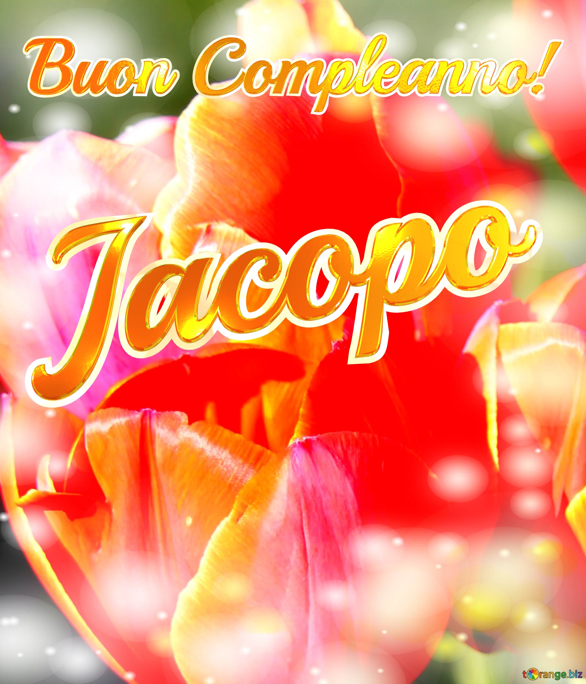 Buon Compleanno! Jacopo  Il tulipano è un simbolo di devozione, auguri per una vita devota e piena di amore. №0